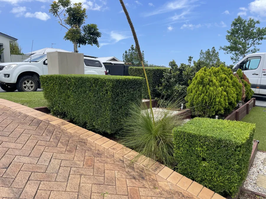 Clipped box hedges and a grass tree in raised timber beds — garden maintenance Northern Gold Coast