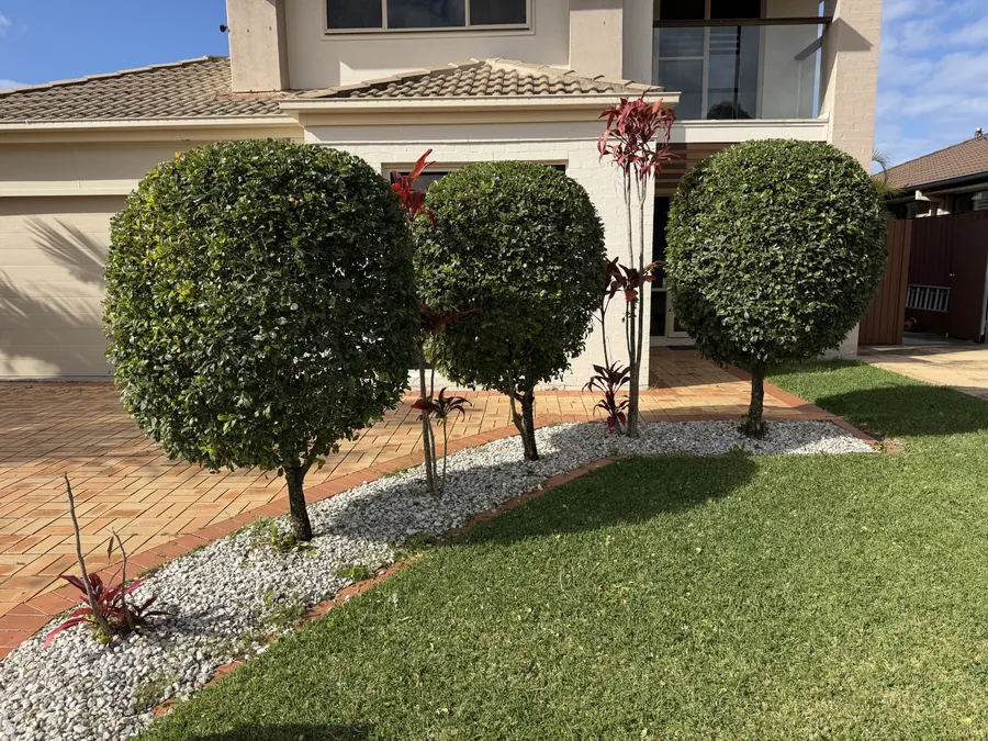 Ball-clipped topiary shrubs in a pebble bed — garden maintenance Northern Gold Coast